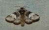 Drymonia dodonaea